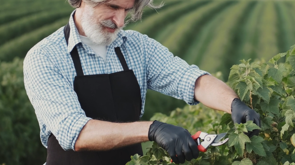Professional Garden Tools-Bypass Pruners-Shears Pro Pruner best pruning garden loppers scissors secateurs tools loppers cutters